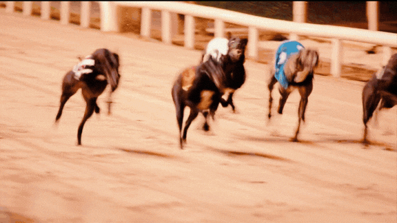 Gif sshows a selection of images of a night out at Greyhound Racing incuding racing, food and drink and people cheering.