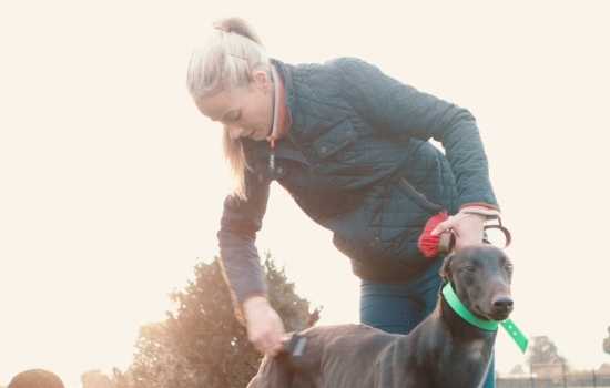 Deirdre Barry grooming one of her greyhounds