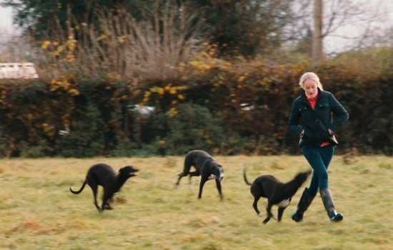 Deirdre Barry enjoying a run in the garden with her young greyhounds