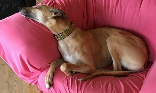 When they're not running (in short bursts of speed) greyhounds love to laze about on the couch - they're 45mph couch potatoes
