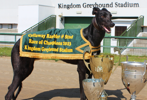 Join us for the 2023 Race of Champions Greyhound Racing Competition at Kingdom Greyhound Stadium, Tralee