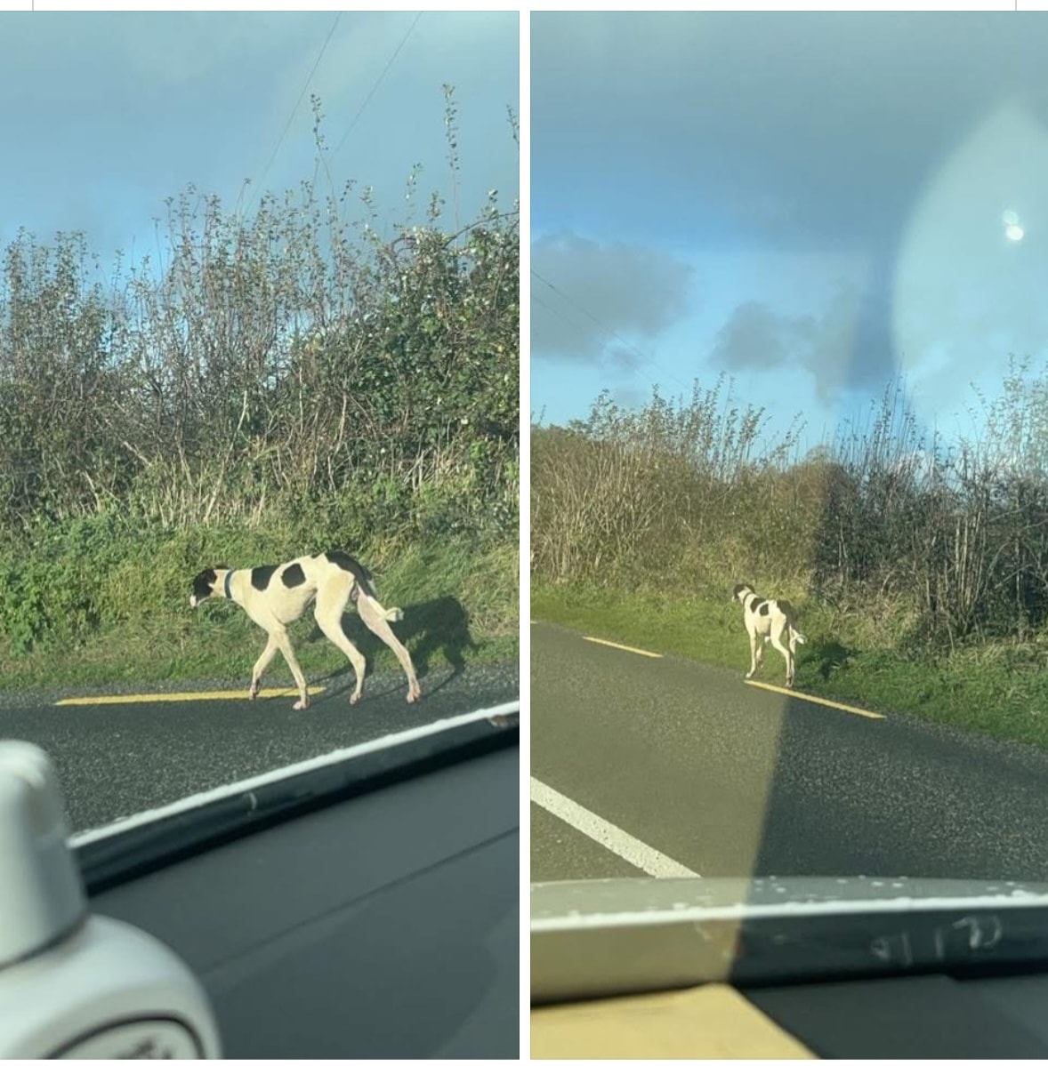  Two pictures, side by side, of a white and black male greyhound straying on the side of a road. 
