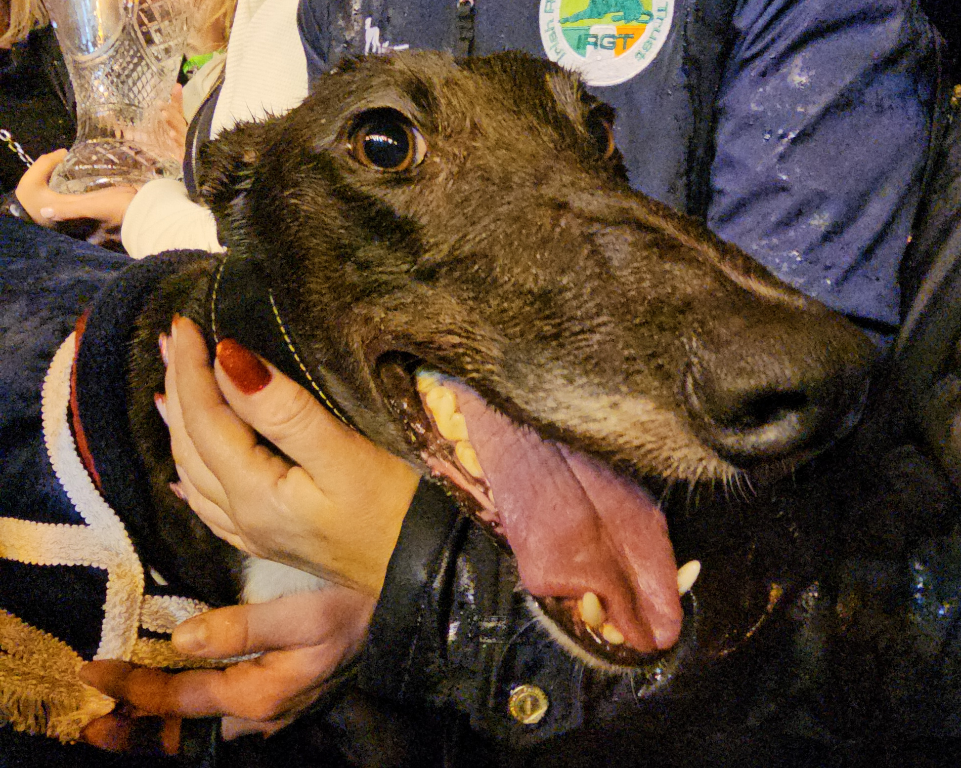 Bockos Diamond 2024 BoyleSports Irish Greyhound Derby Champion pictured on the podium in Dublin's Shelbourne Park Greyhound Stadium Pic: Dawn Quinn GRI