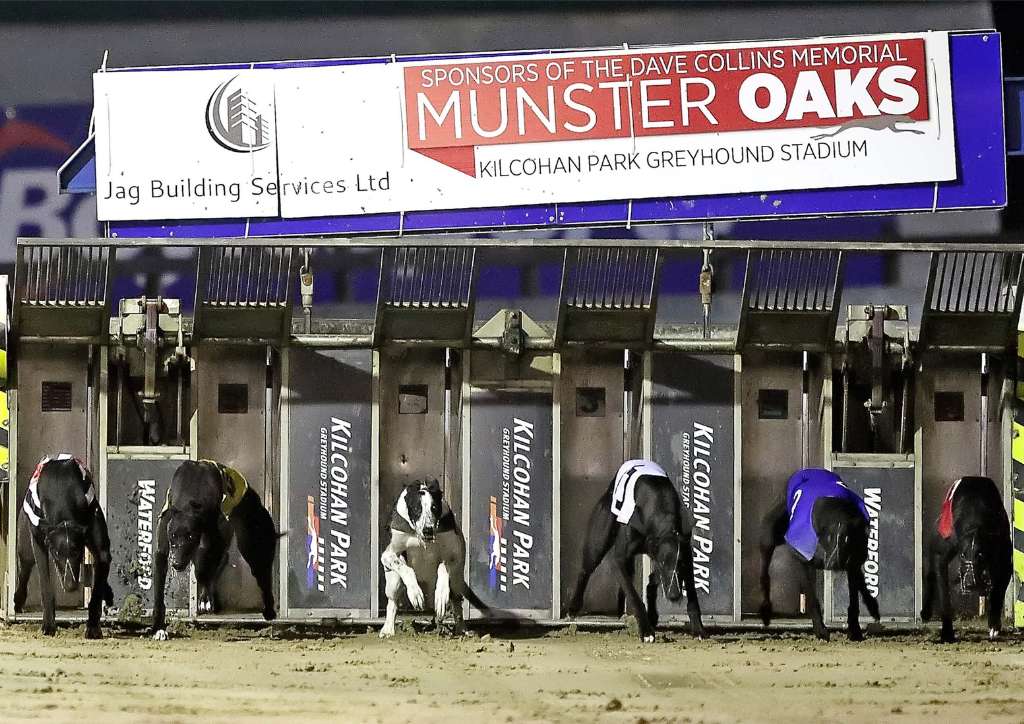 3-YEAR SPONSORSHIP ANNOUNCED WITH JAG BUILDING SERVICES UNVEILED PIC: DOGS BREAKING FROM TRAPS IN KILCOHAN PARK AT THE DAVE COLLINS MEMORIAL MUNSTER OAKS SPONSORED BY JAG BUILDING SERVICES